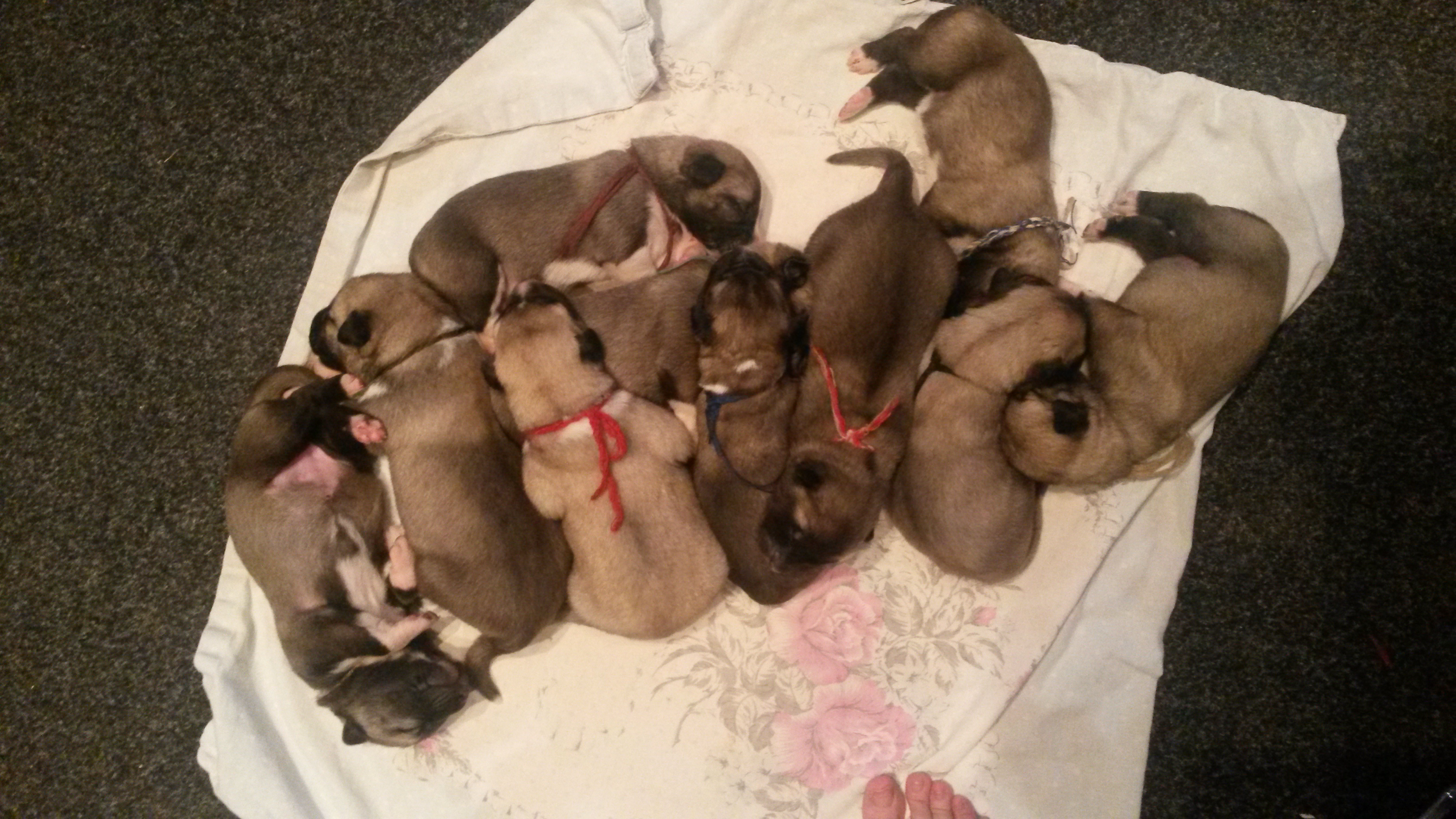 Chovná stanice Anatolských pasteveckých psů Julie Volemanová foto 3