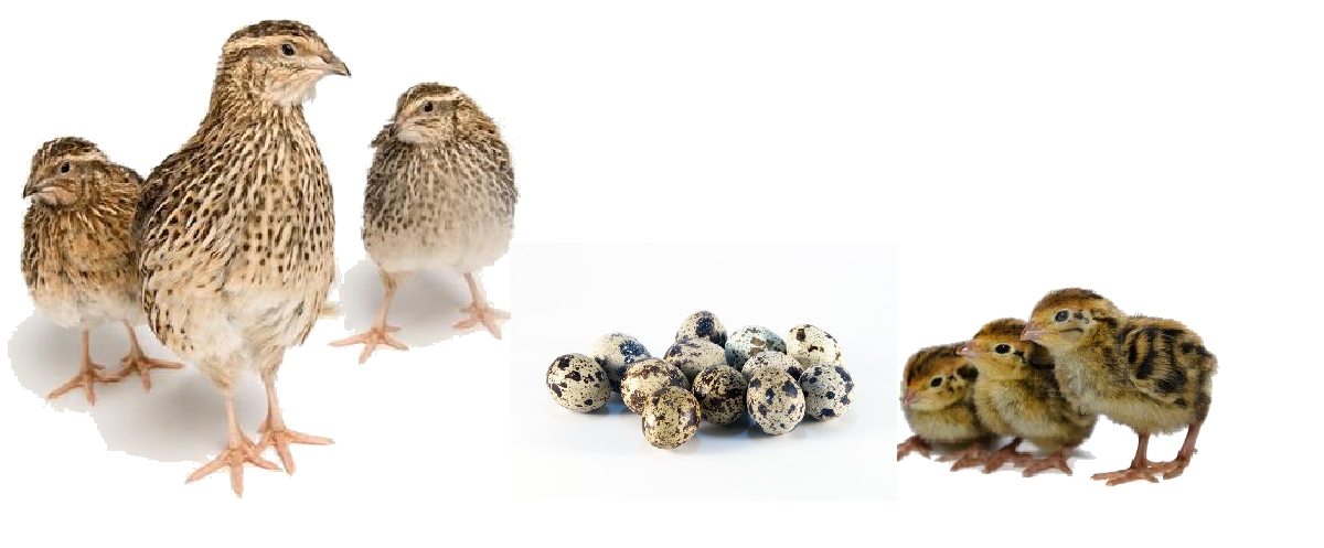 Bc. Petr Suchánek - Japonské křepelky foto 1