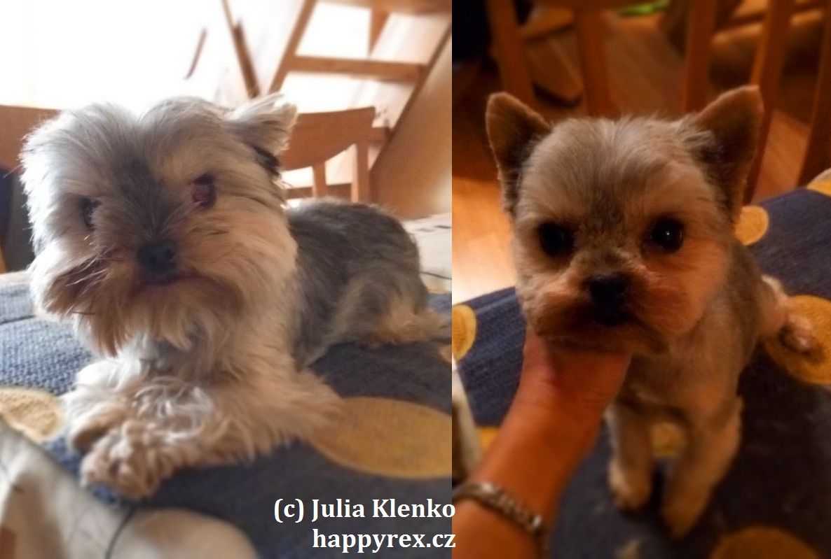 Happy Rex - Stříhání psů a koček Praha foto 5