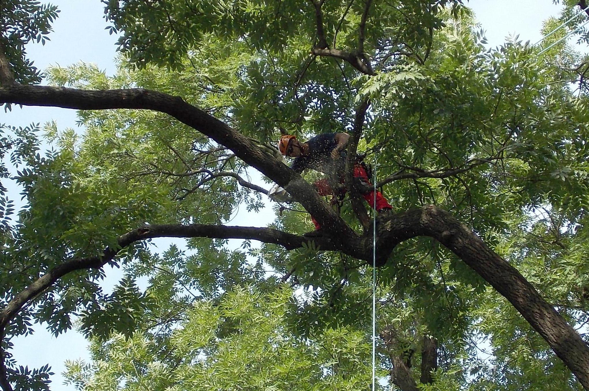 Valášek a Motl - Odborná péče o dřeviny a rizikové kácení stromů