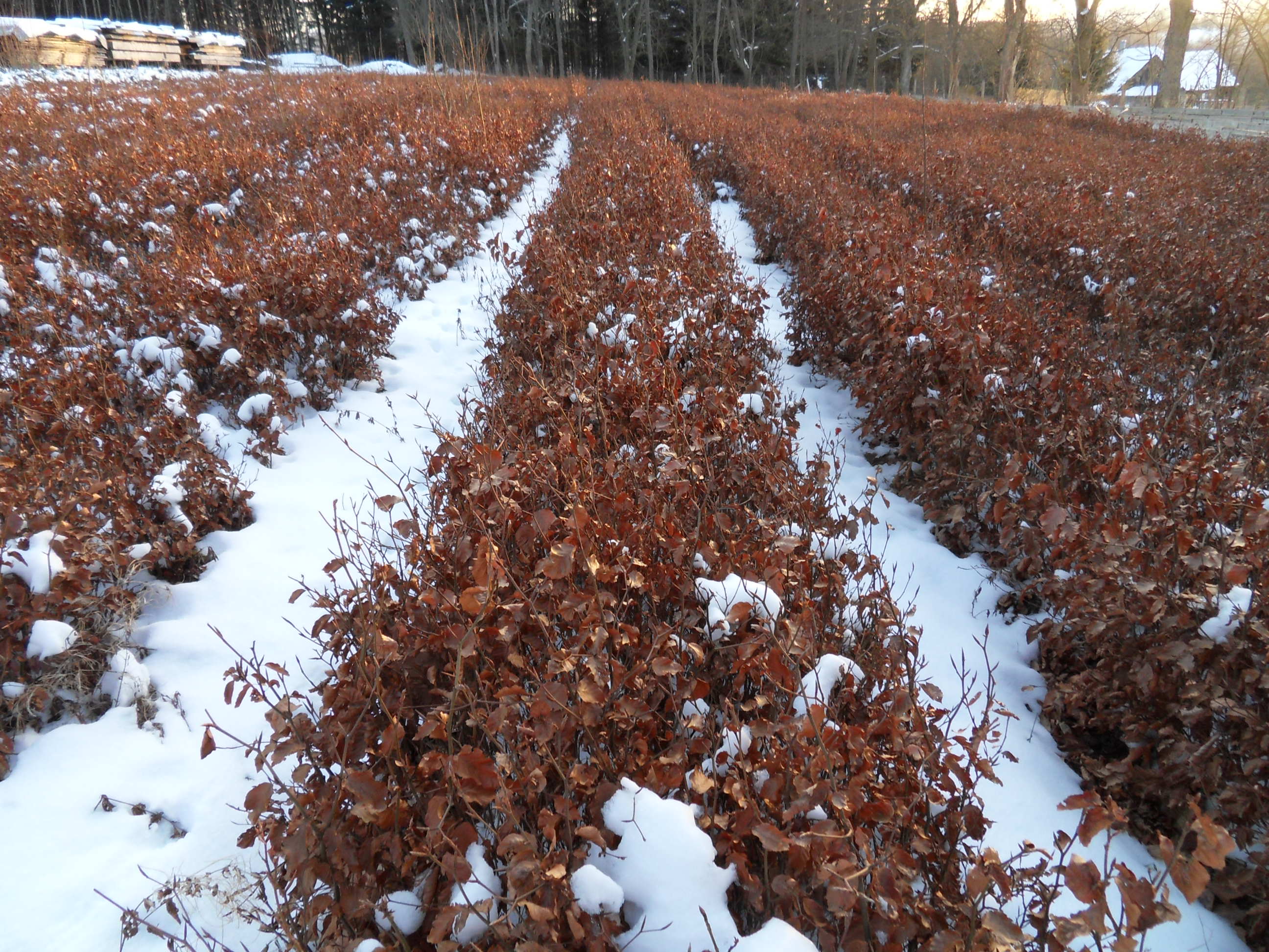 Šumavské lesní školky - Jiří Nauš foto 2
