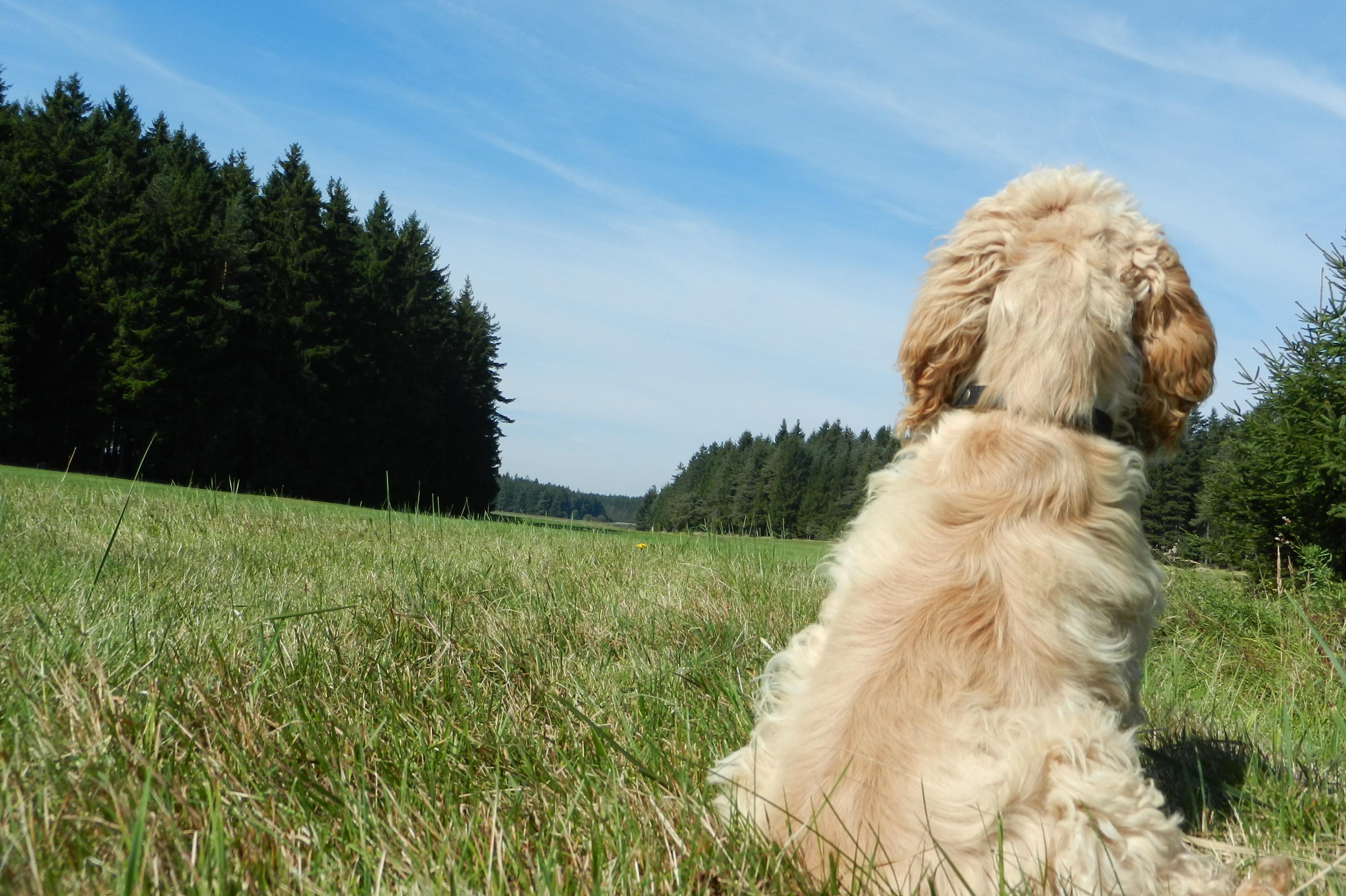 Stříhání psů Sedláková