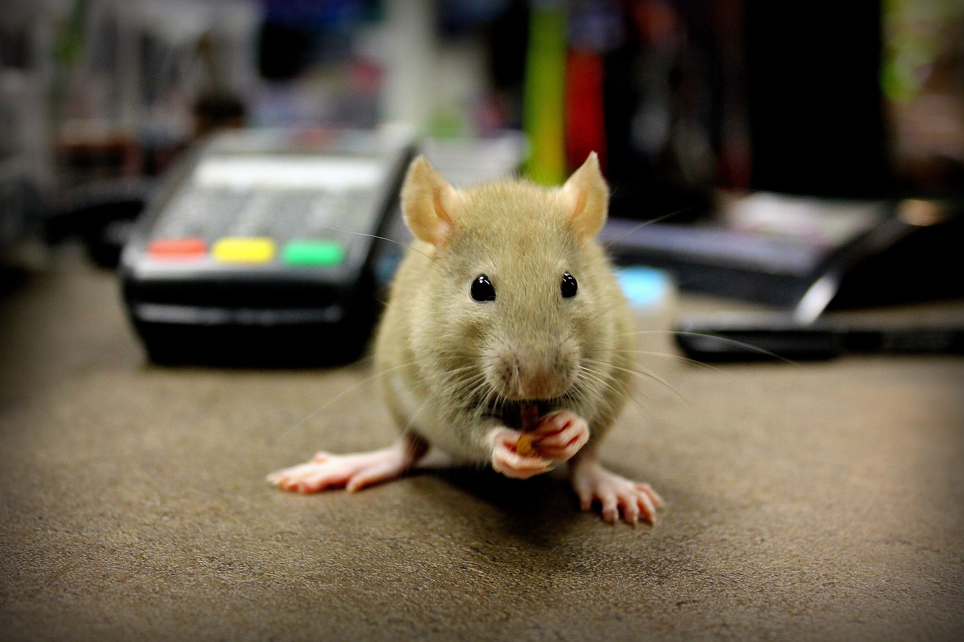 Chovatelské potřeby Věštínská 565/2 foto 4
