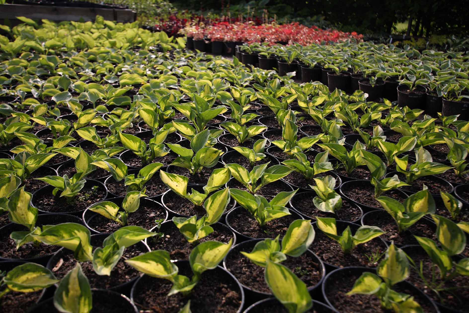 Zámecké zahradnictví Ctěnice foto 4