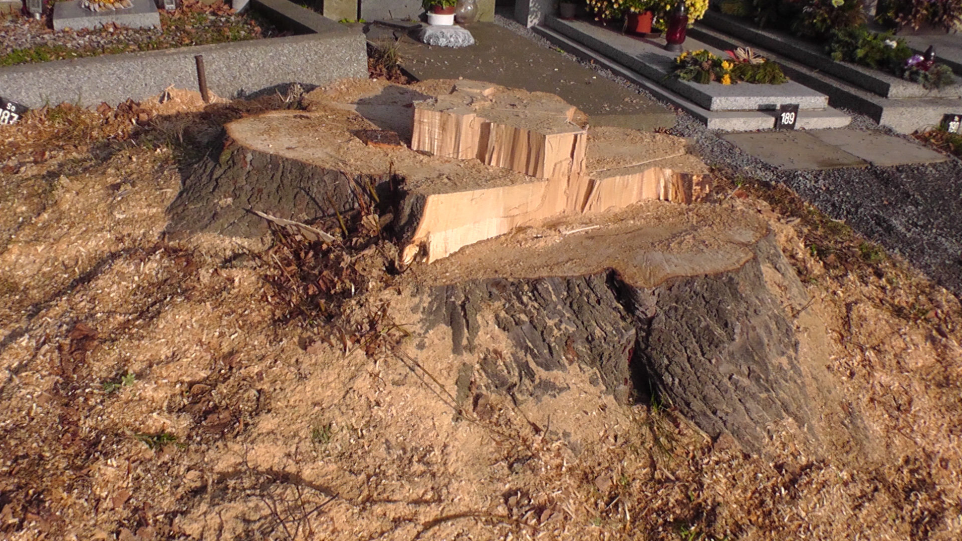 Frézování pařezů Jiří Paleček foto 4