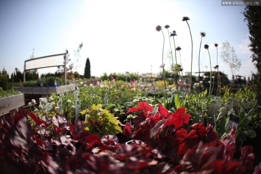 Edenia zahradní dentrum foto 3