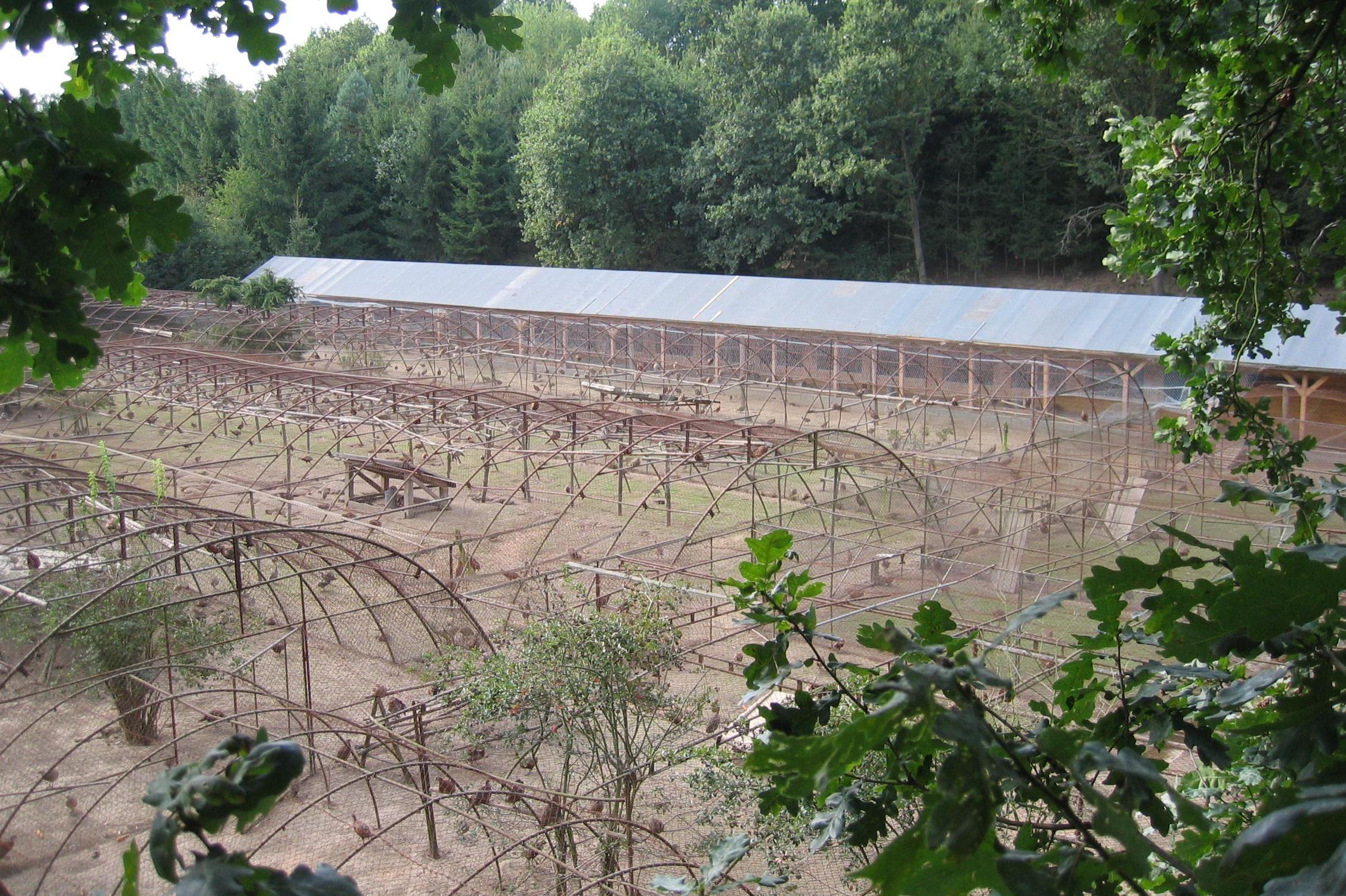 Bažantnice Bohouňovice II.