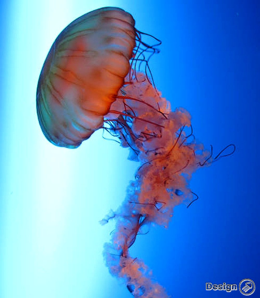 Designjellyfish.com foto 2