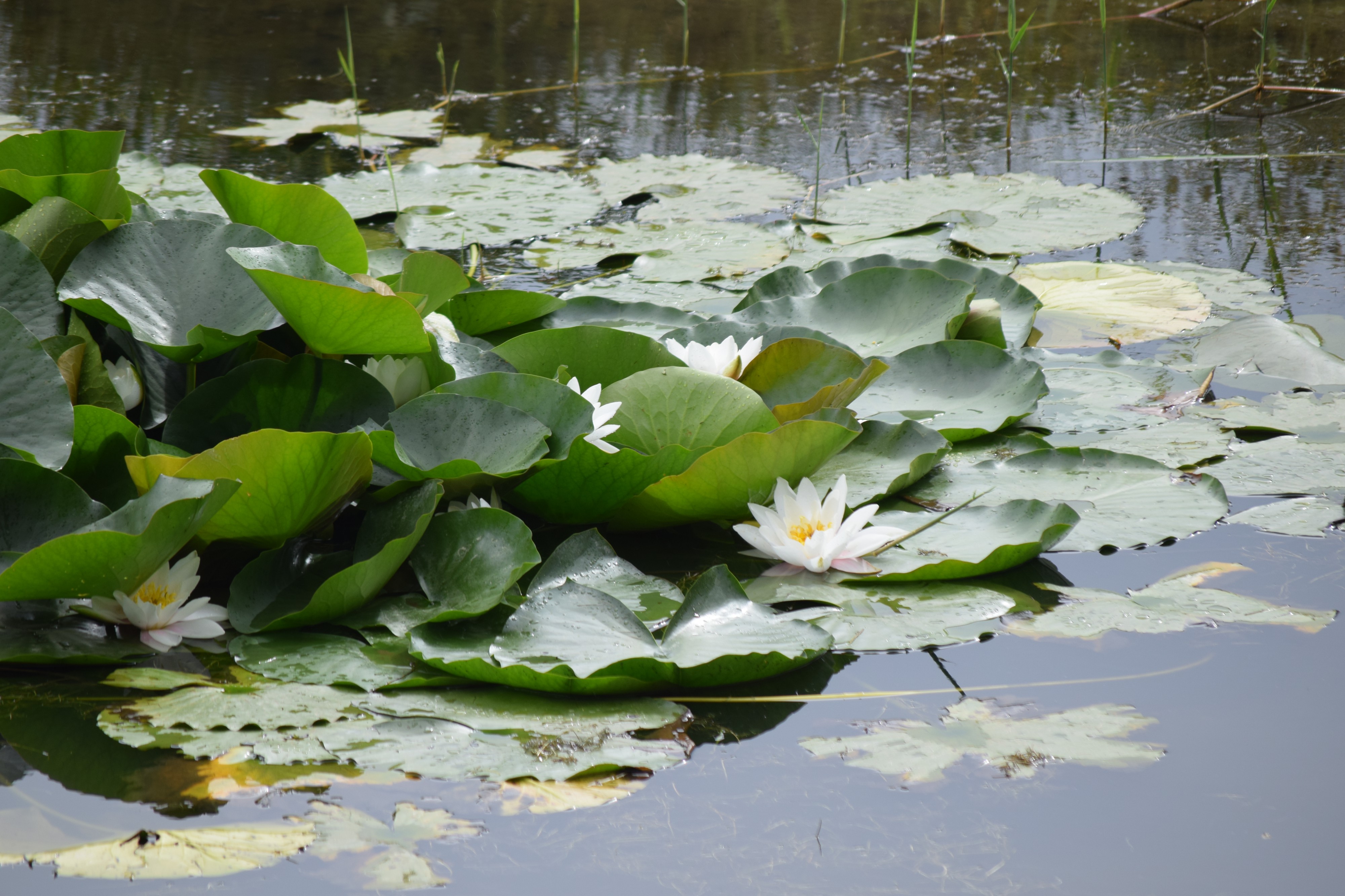 Rezidence u jezera foto 4