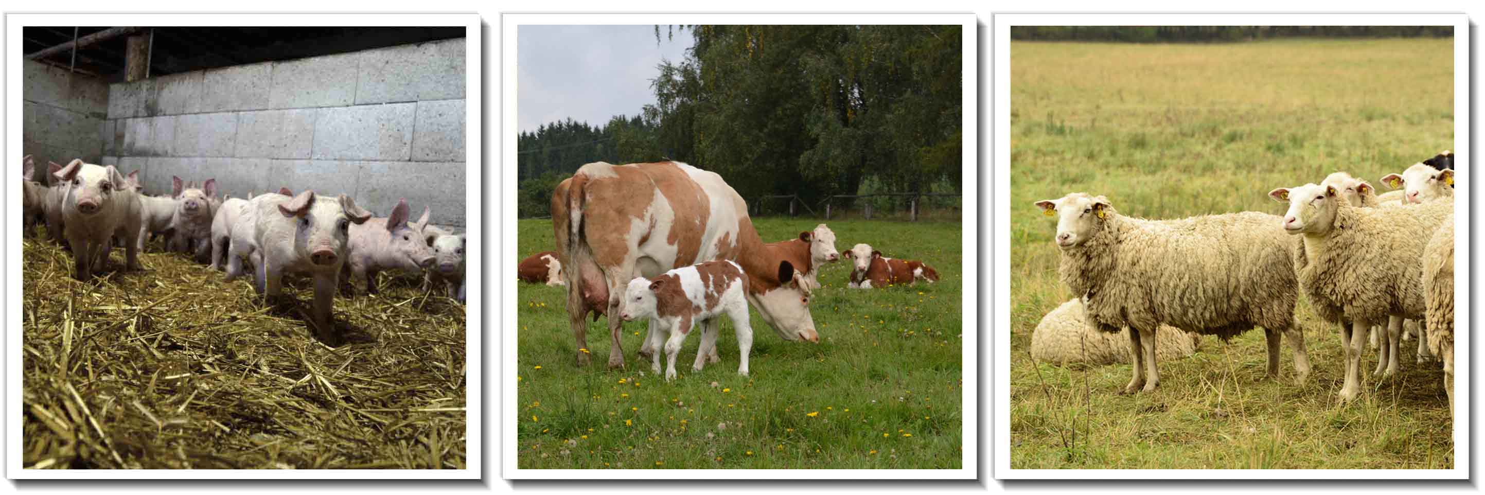 Rodinná farma Votavových foto 2