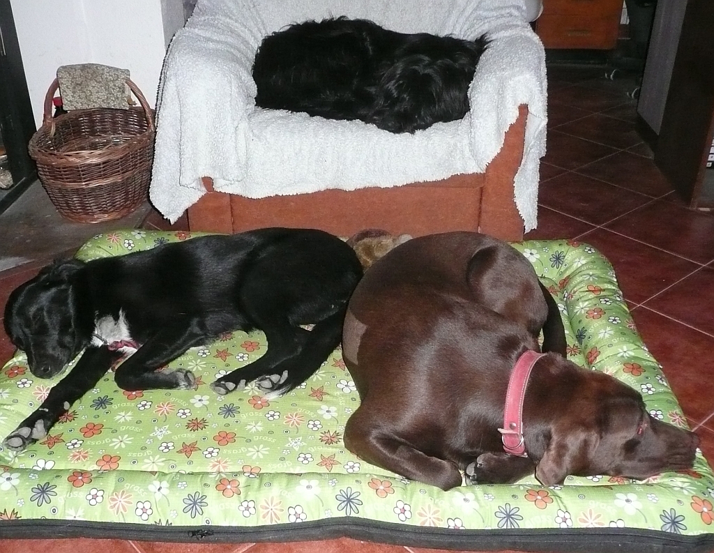 Psí škola Novaro - výchova a výcvik psů foto 3