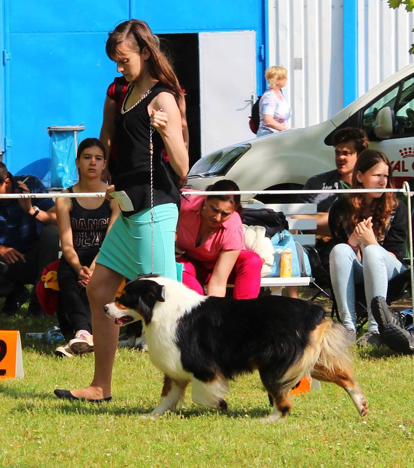 Psí škola Handlingu foto 2