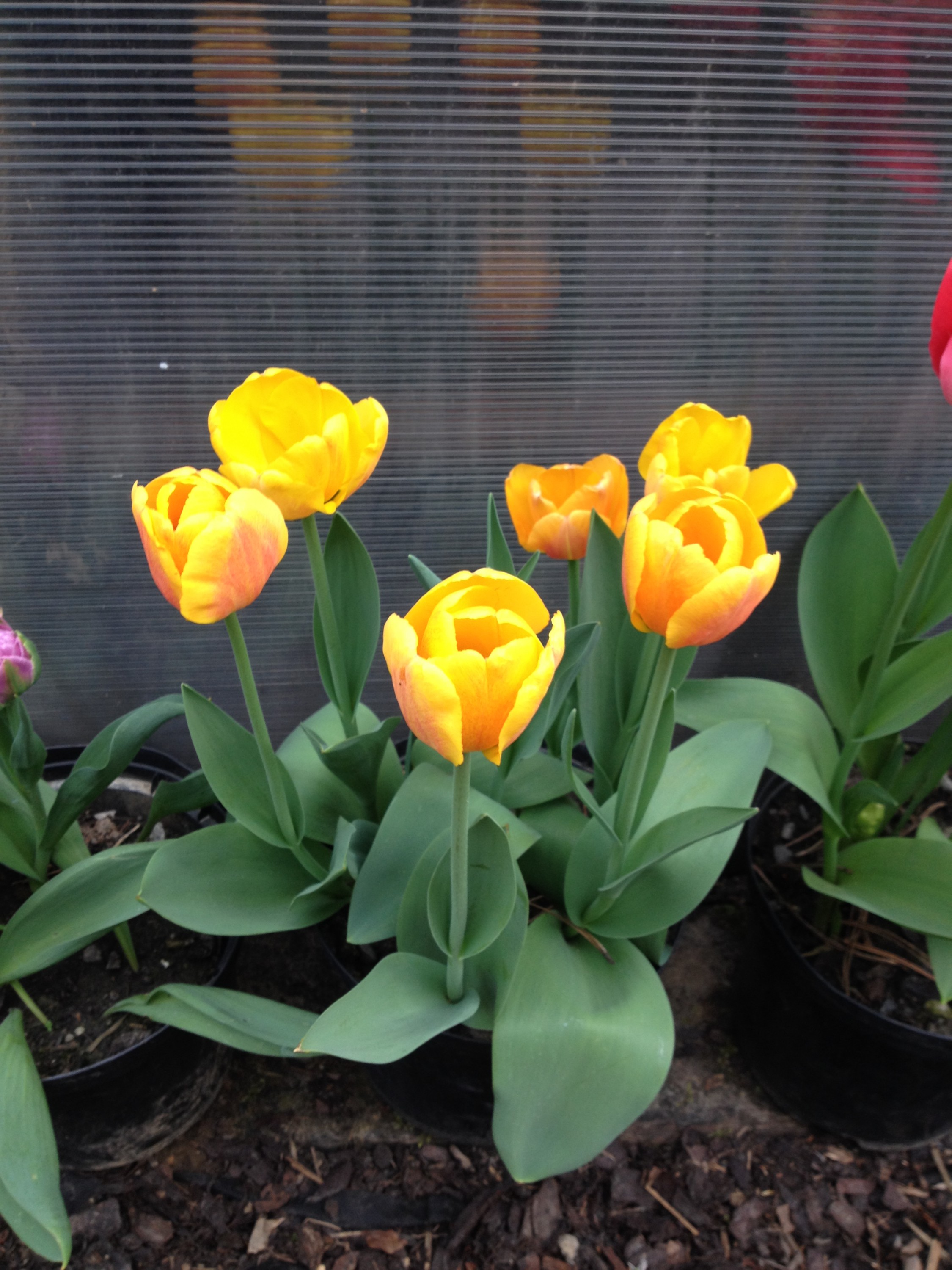 Zahrady ve stylu - Hana Klusáková foto 4