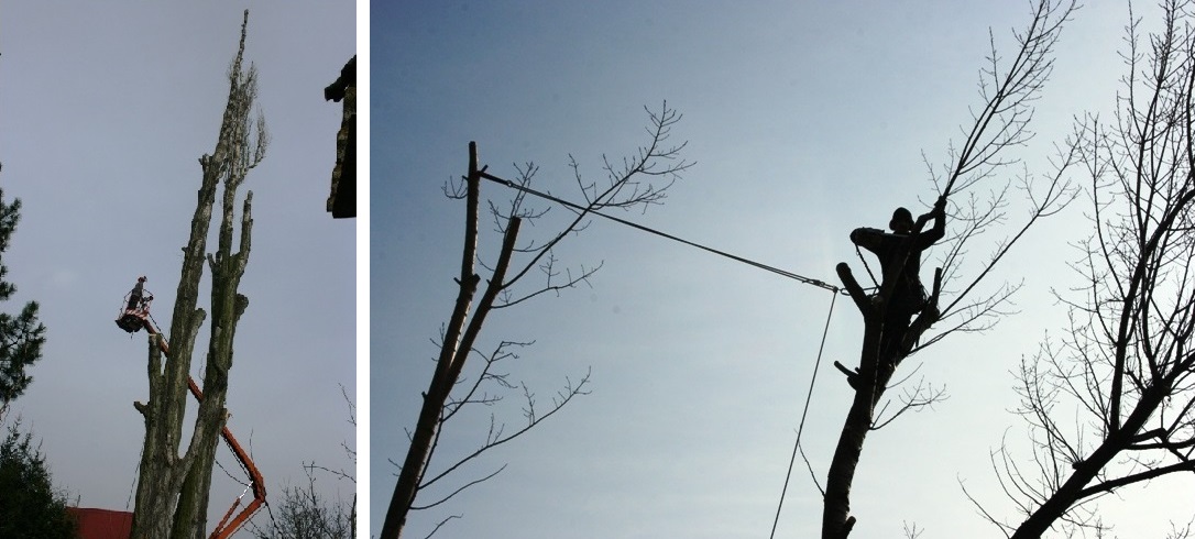 Adam Karhánek - ArborCARE foto 4