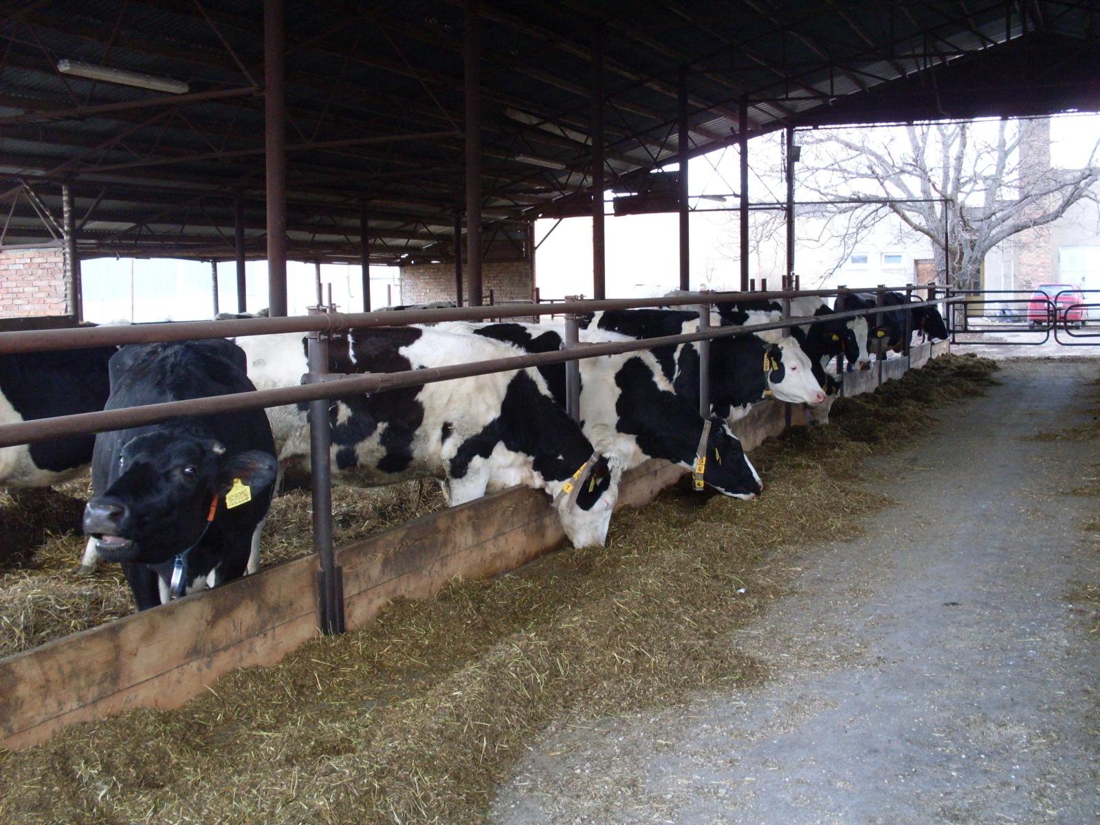 AGRODRUŽSTVO MORKOVICE foto 4