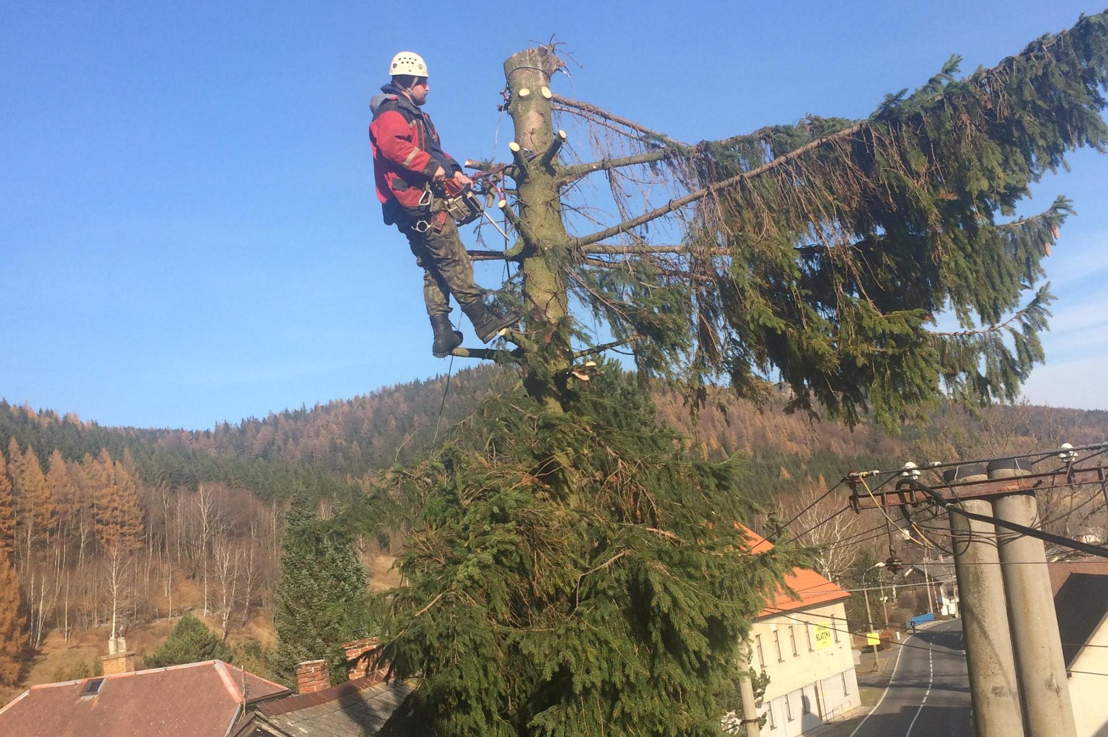 Kácení stromů - Bobr Hlodavec