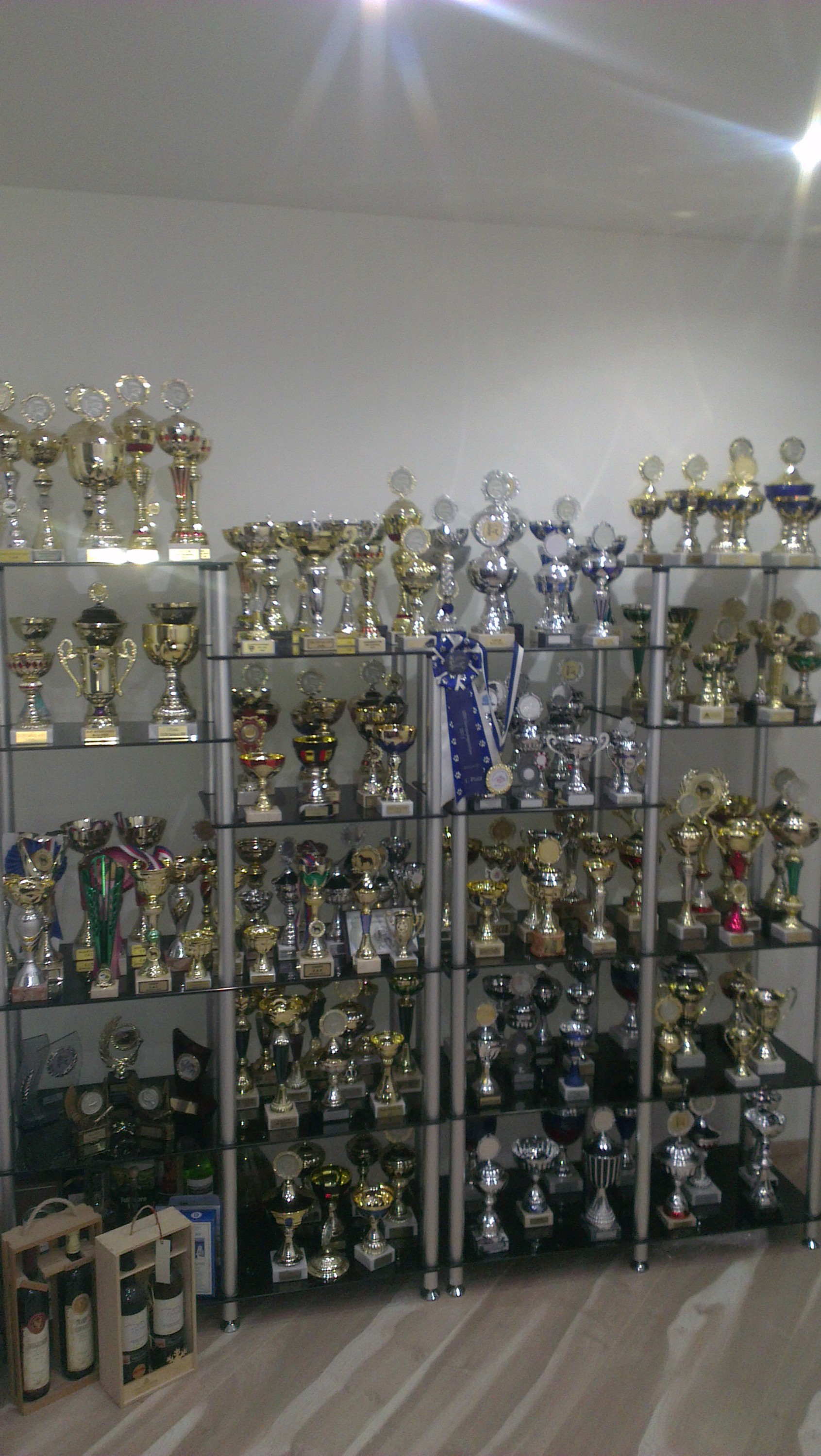 Tosa Inu Chovatelská stanice Aschabey foto 4