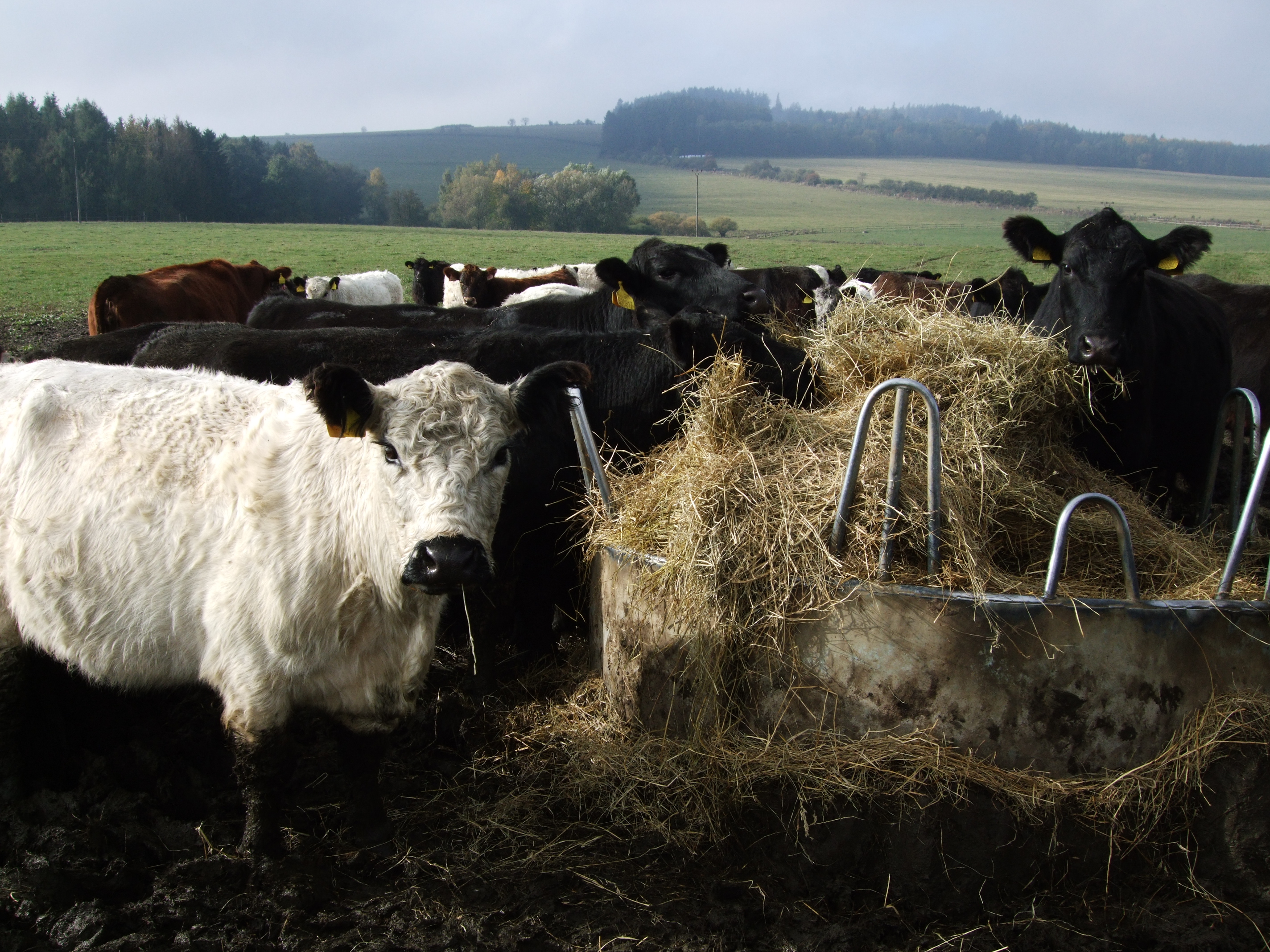 Ing. Jiří Tetzeli - NORD foto 2