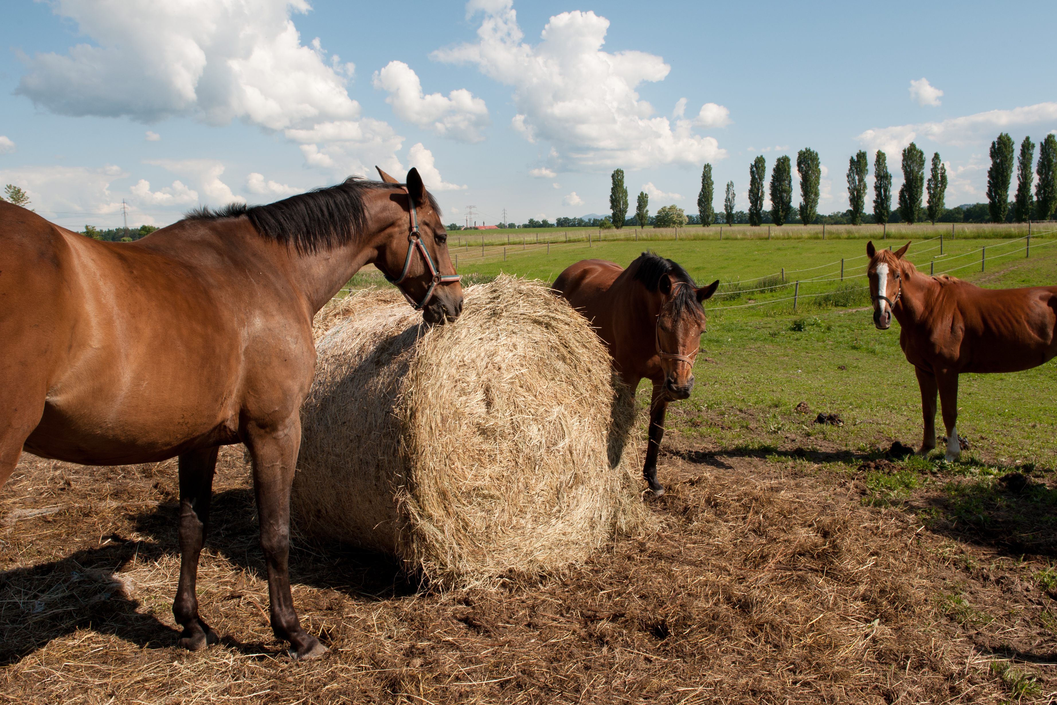Penzion Farma Ptýrov foto 6