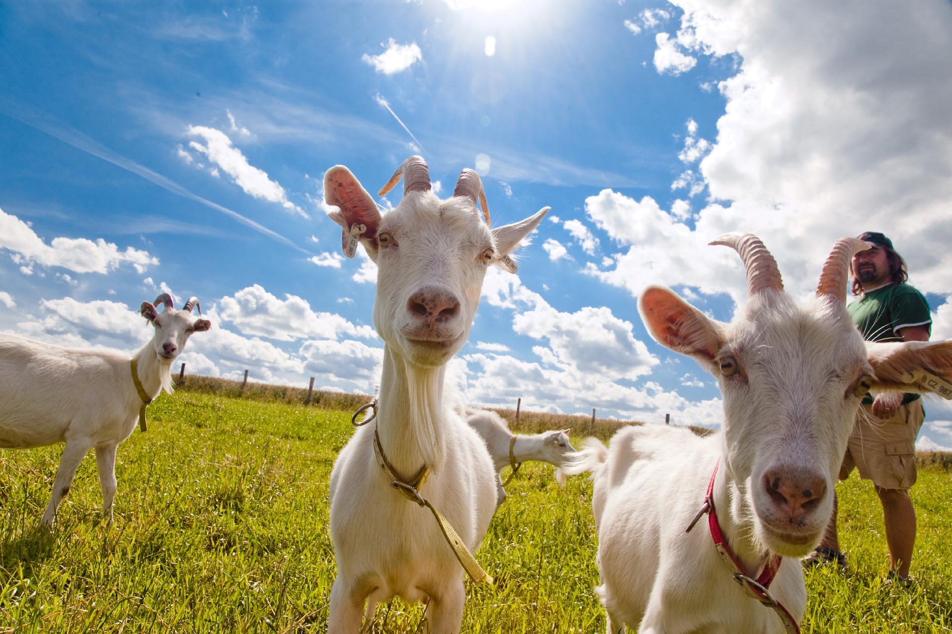 Kozí farma Úvalno - Šťastné kozy foto 6