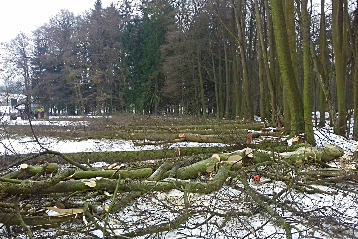 Martin Nosek těžba dřeva foto 3