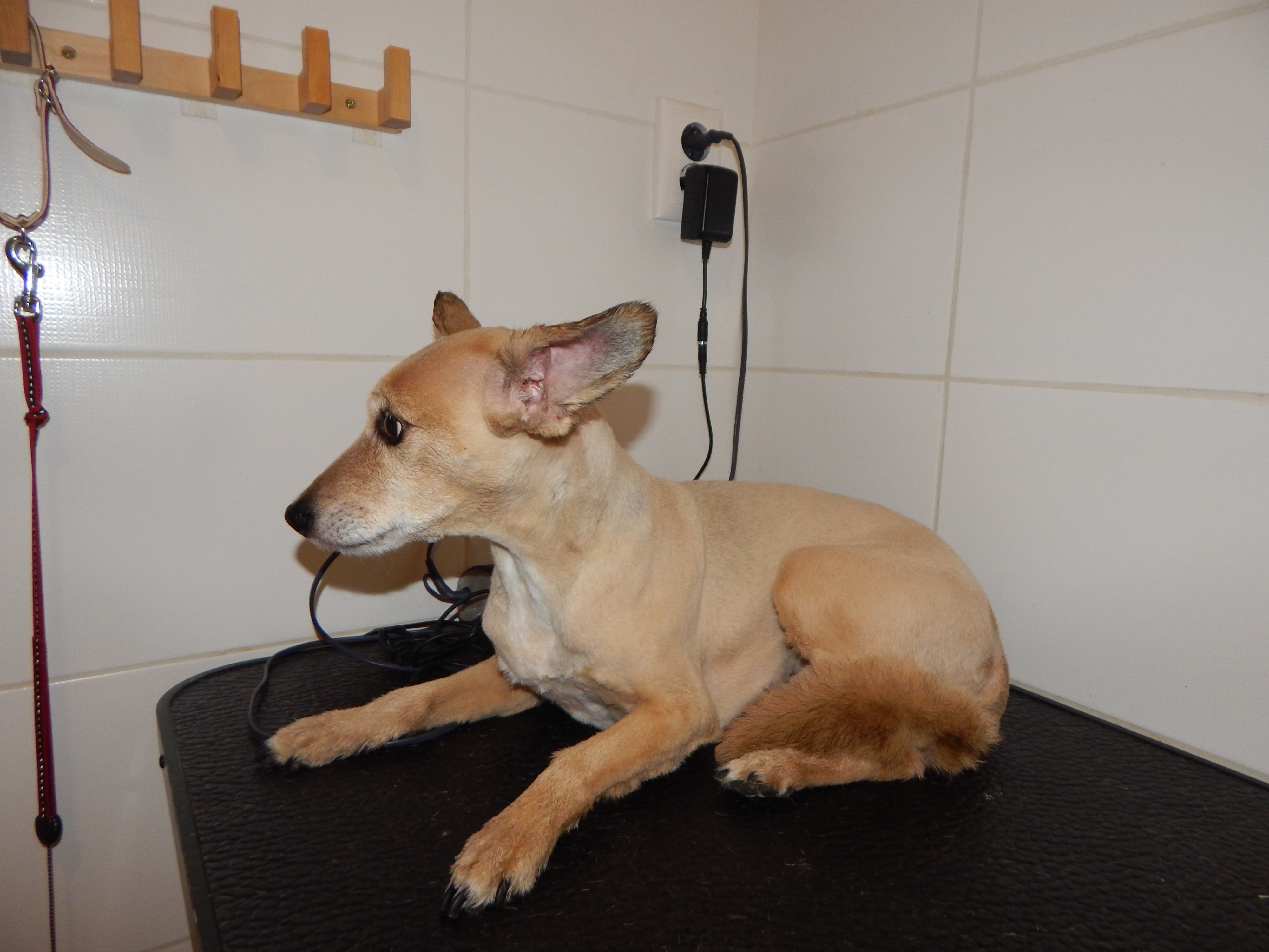 Psí salón - Hana Hausotterová foto 3