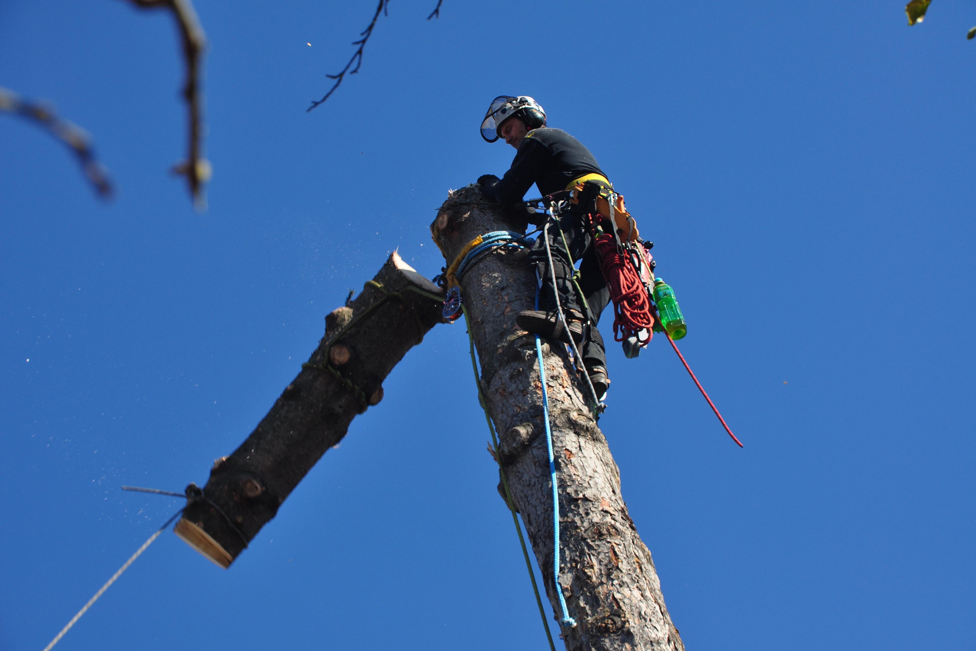 VERTIK - rizikové kácení stromů