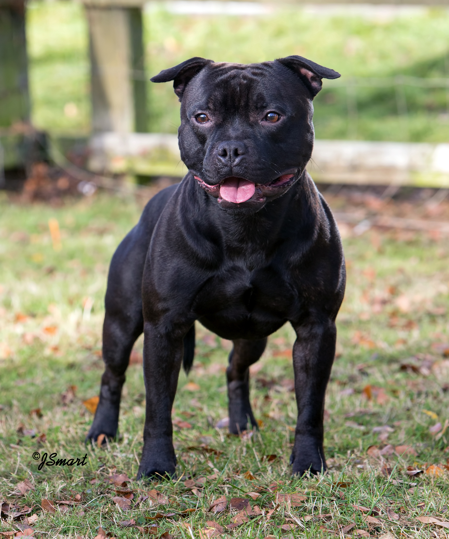 Chovatelská stanice SBT - Domidar Dogs foto 4