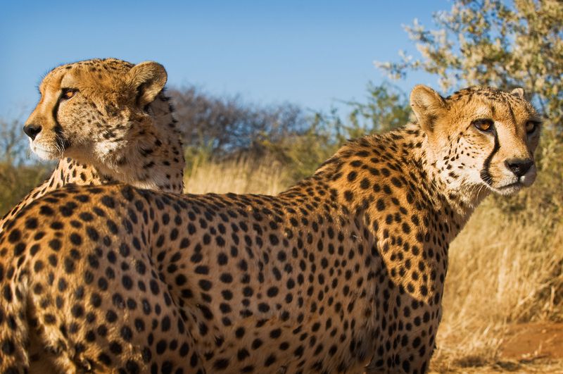 LIVINGSTONE, cestovní kancelář foto 5