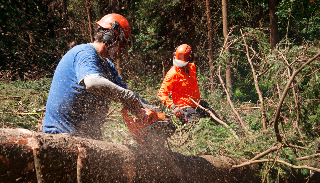 Lesnictví Říha foto 2
