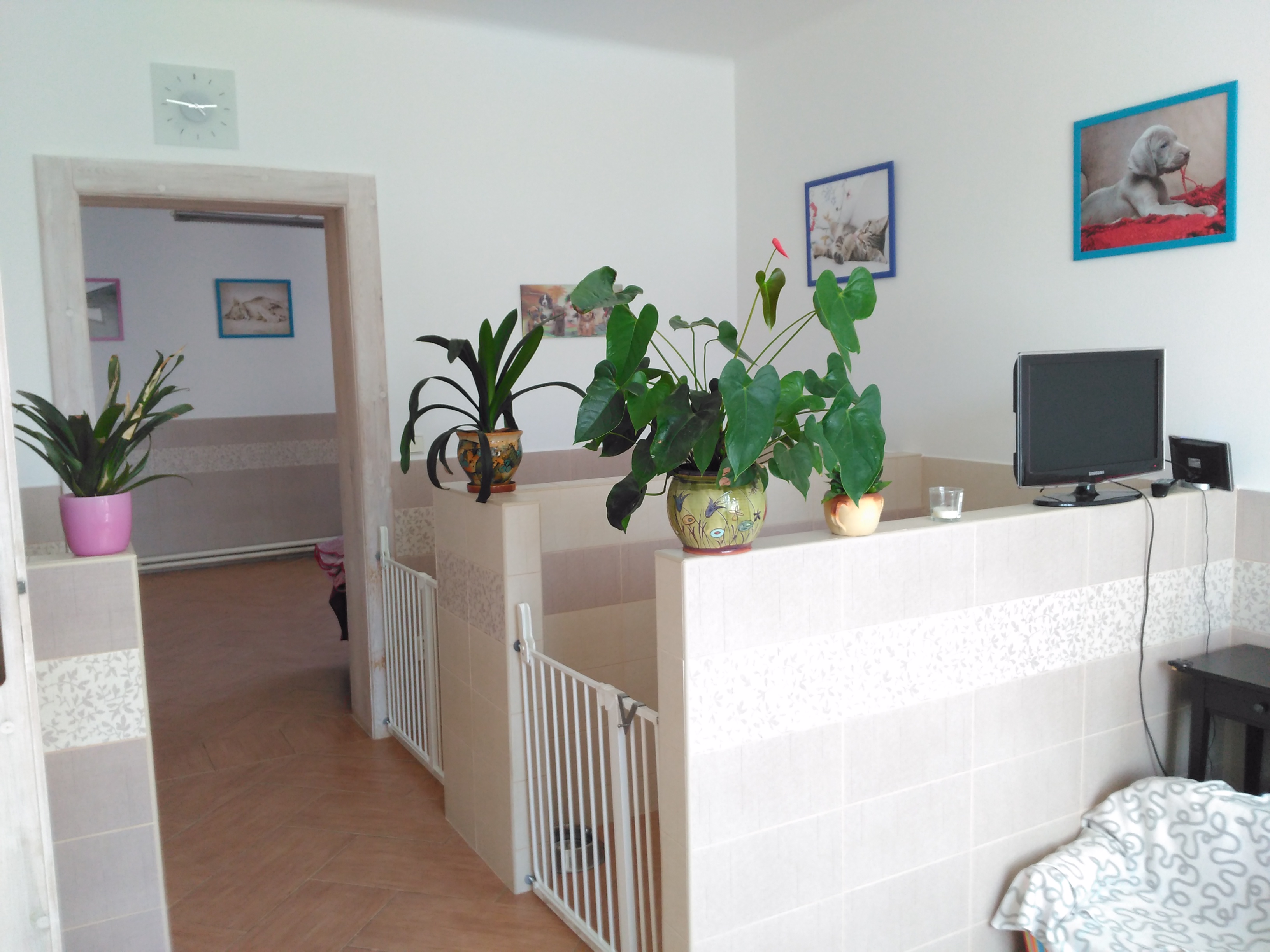 Salon a hotel pro pejsky JUKI - Wolfová Gabriela foto 3