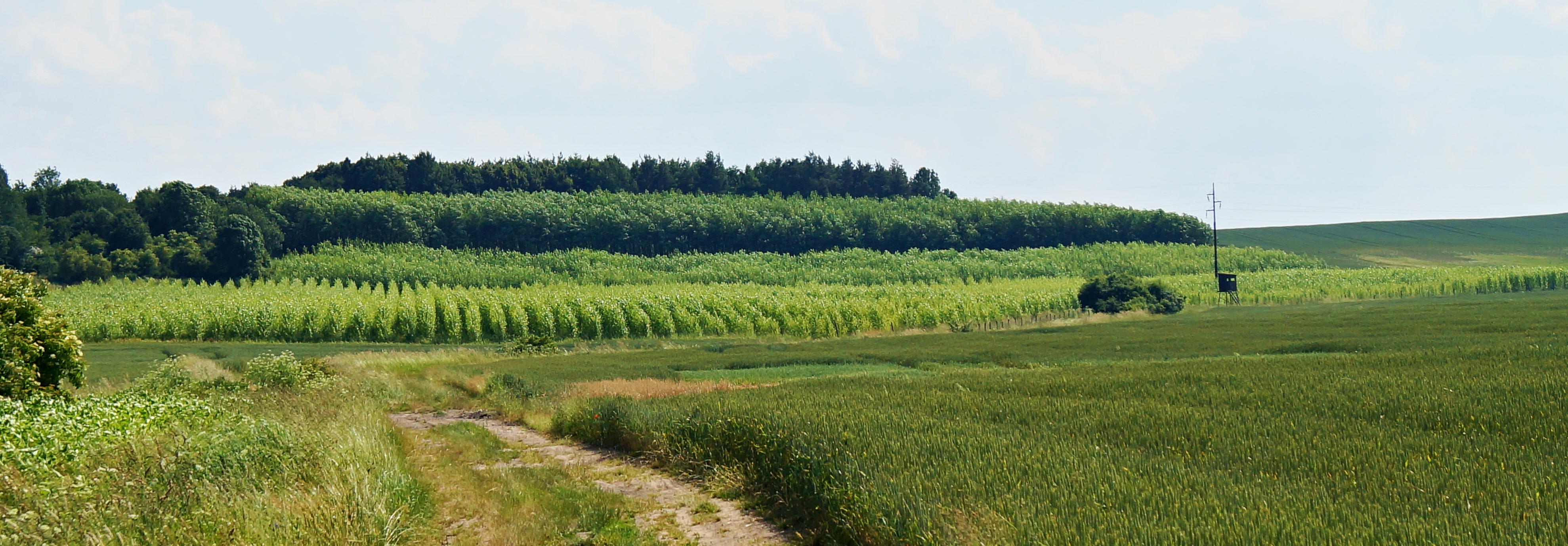 Petr Špatenka - Vypěstuj si les foto 3