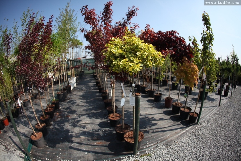 Edenia zahradní dentrum foto 5