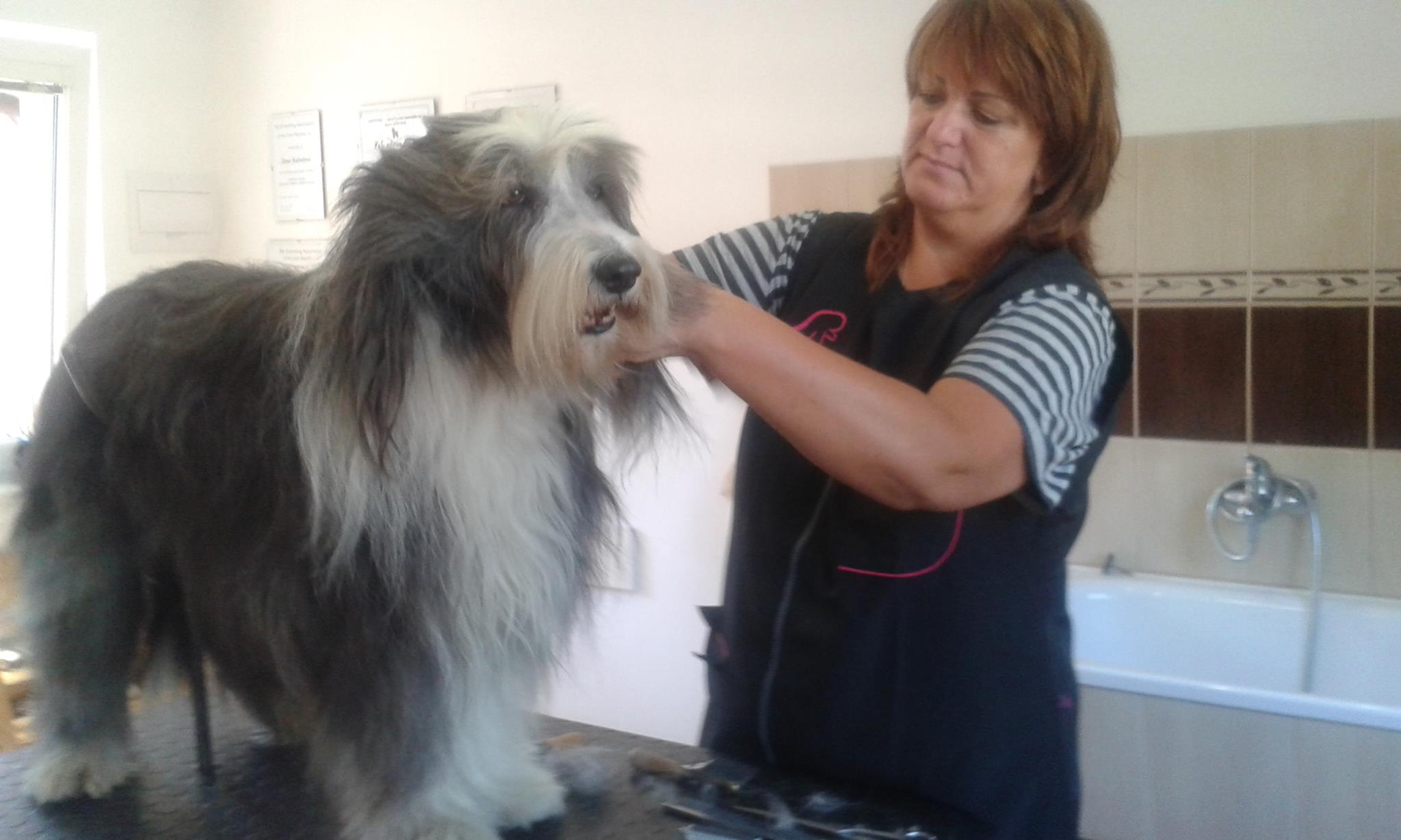 Stříhání psů Dana Kalendová