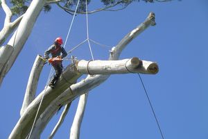 Treecare - stromolezectví, péče o stromy