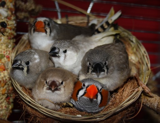 Hlídání mazlíčků Petland foto 2