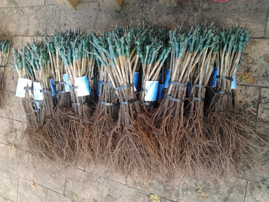 Sazenice révy - BILOVIN s.r.o. foto 2