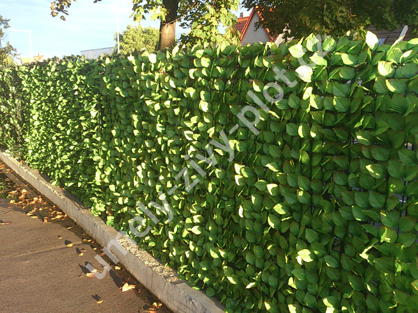 Umely-zivy-plot.cz foto 2