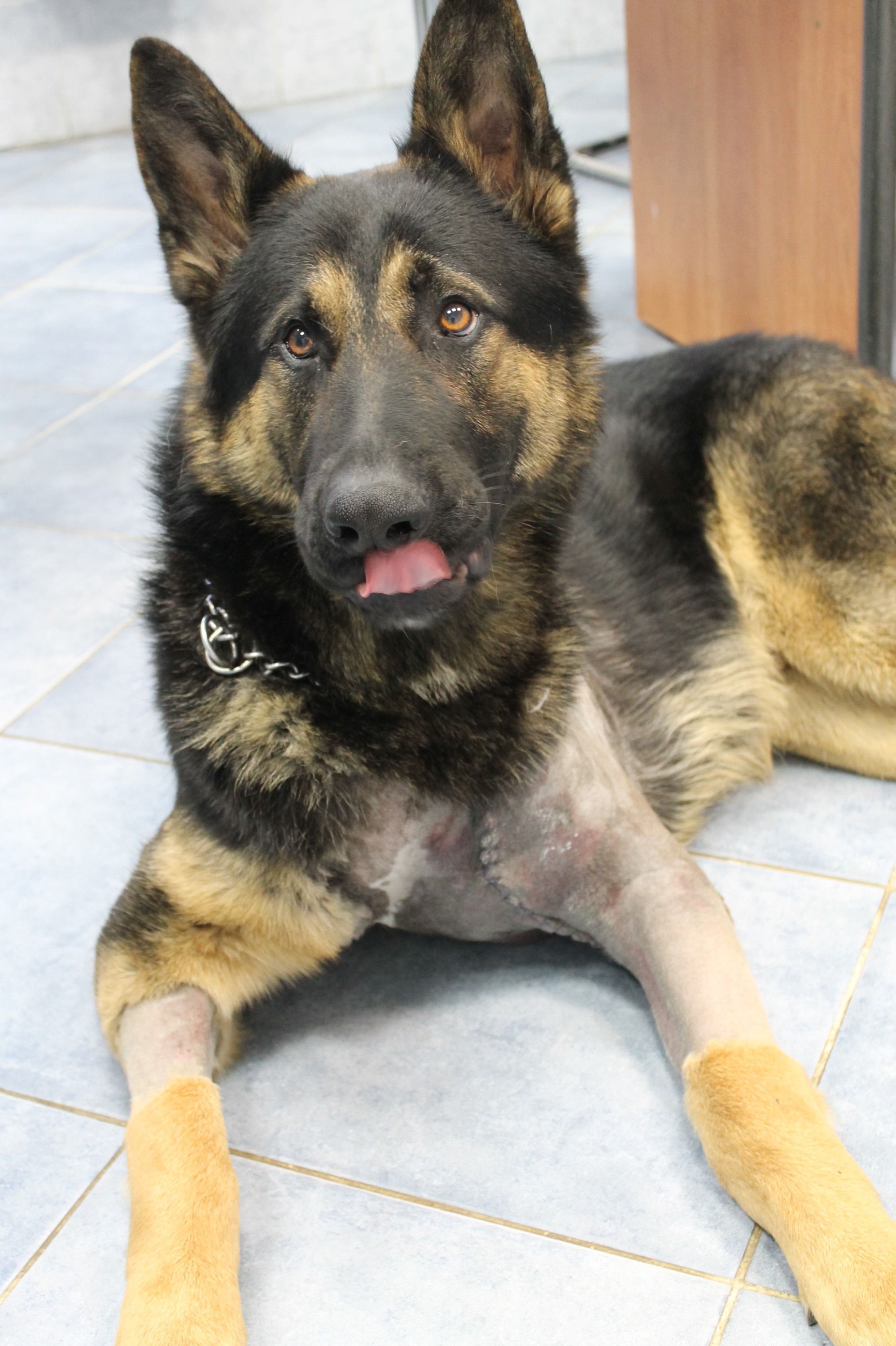 Veterinární klinika LIFE, s.r.o. foto 5