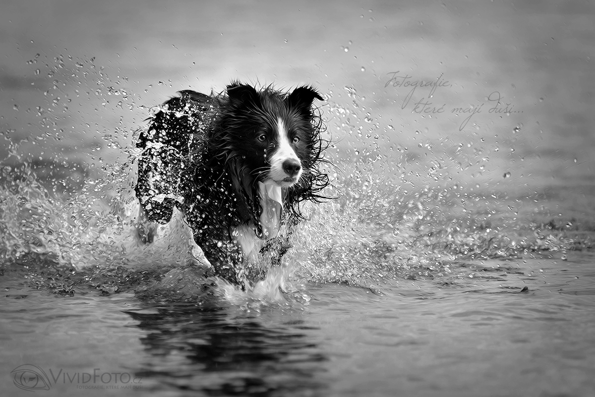 VividFoto.cz - fotograf Radek Havlíček foto 4