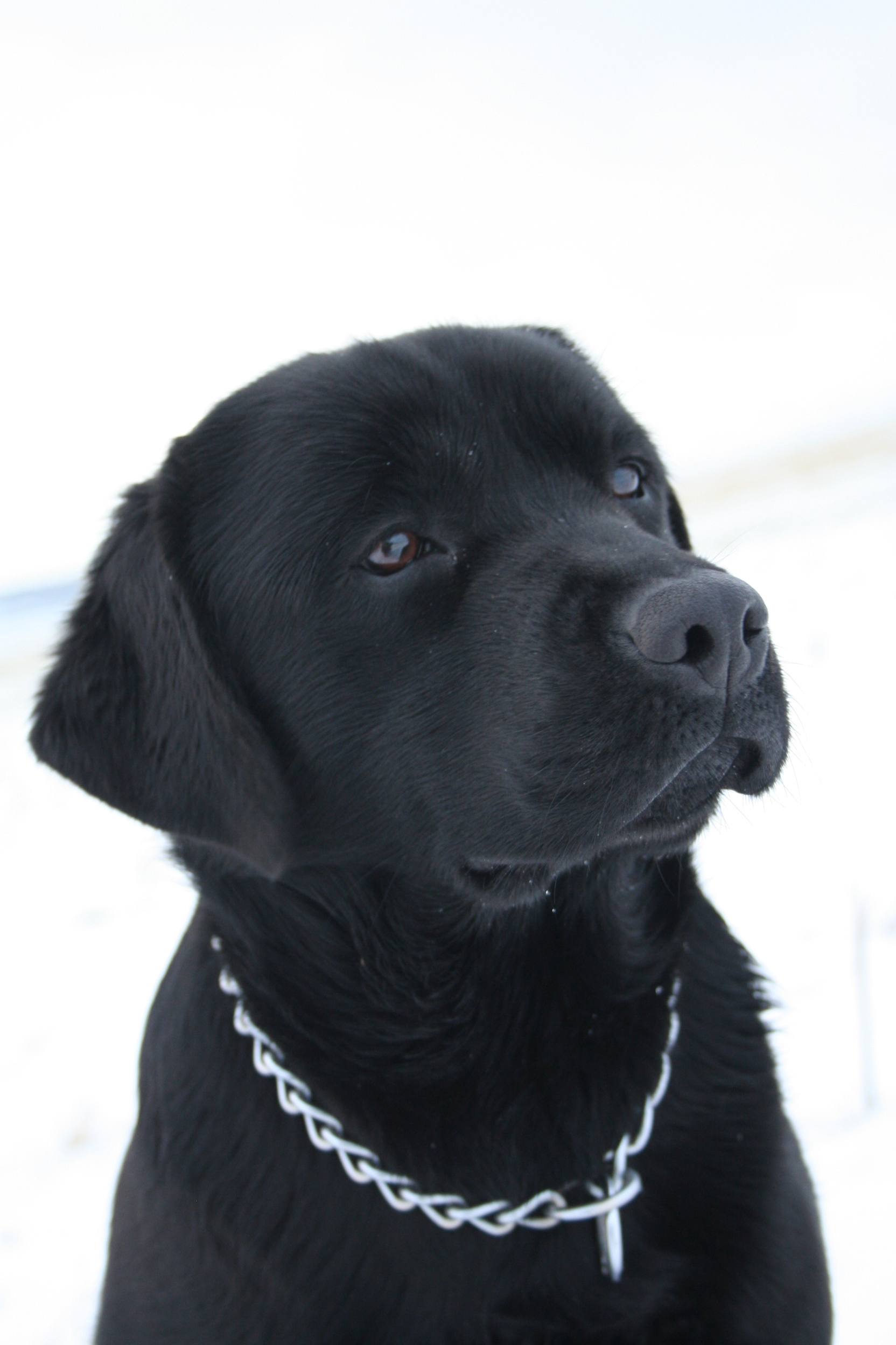 Chovatelská stanice Z bohyně lovu CS foto 3