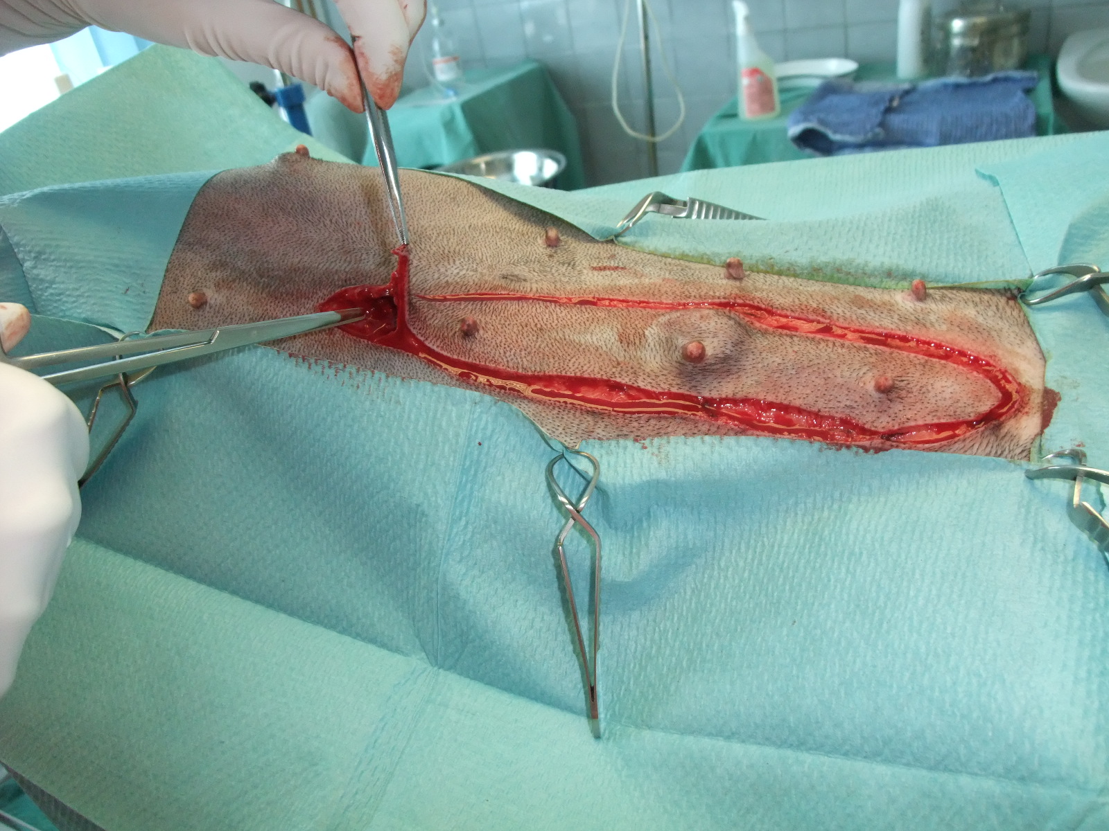 Veterinární klinika OK-VET foto 4