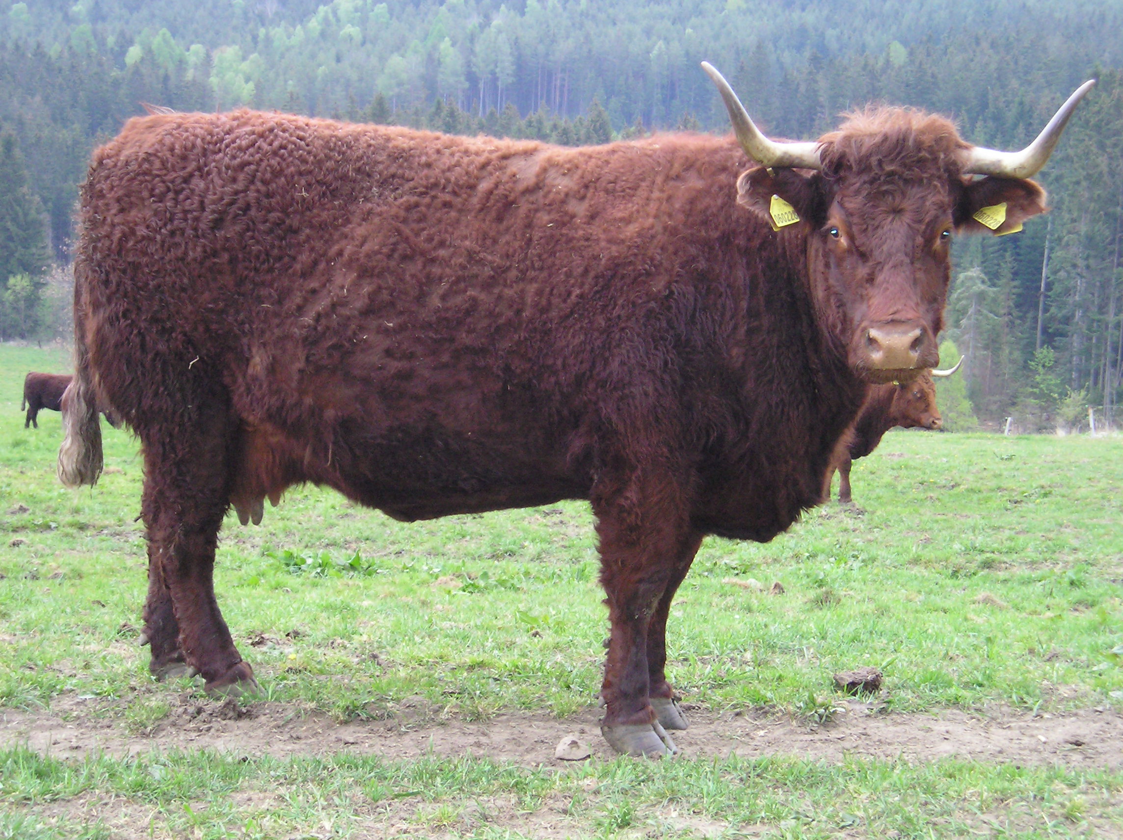 Eduard Kraml foto 5