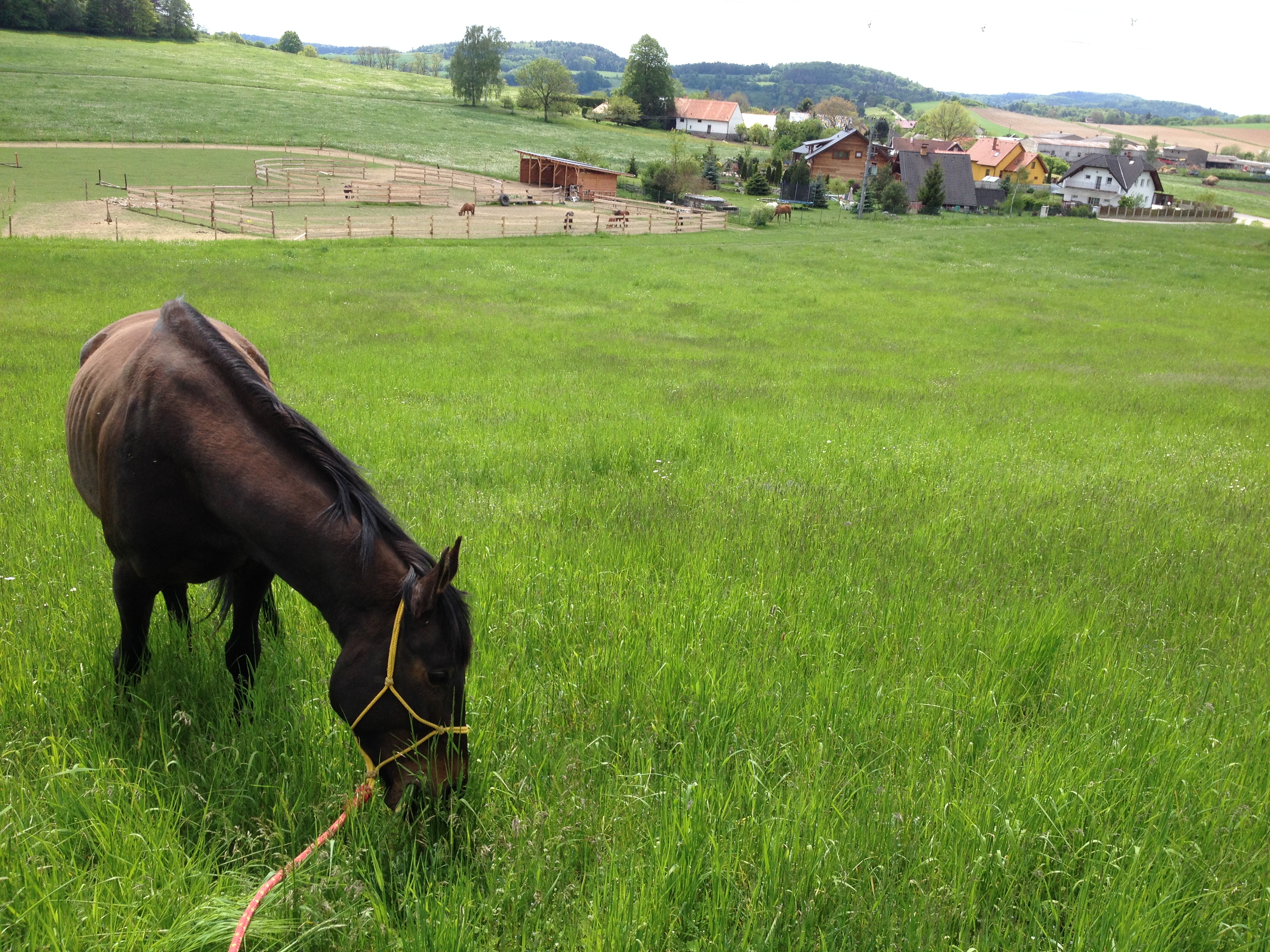 PineTree Pony Farm, z.s. foto 2