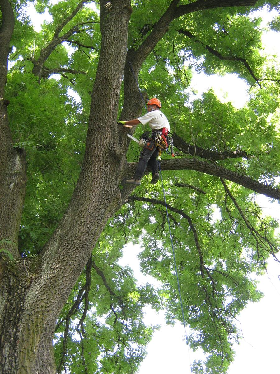 Treeclimbers - Daniel Dolenský foto 2