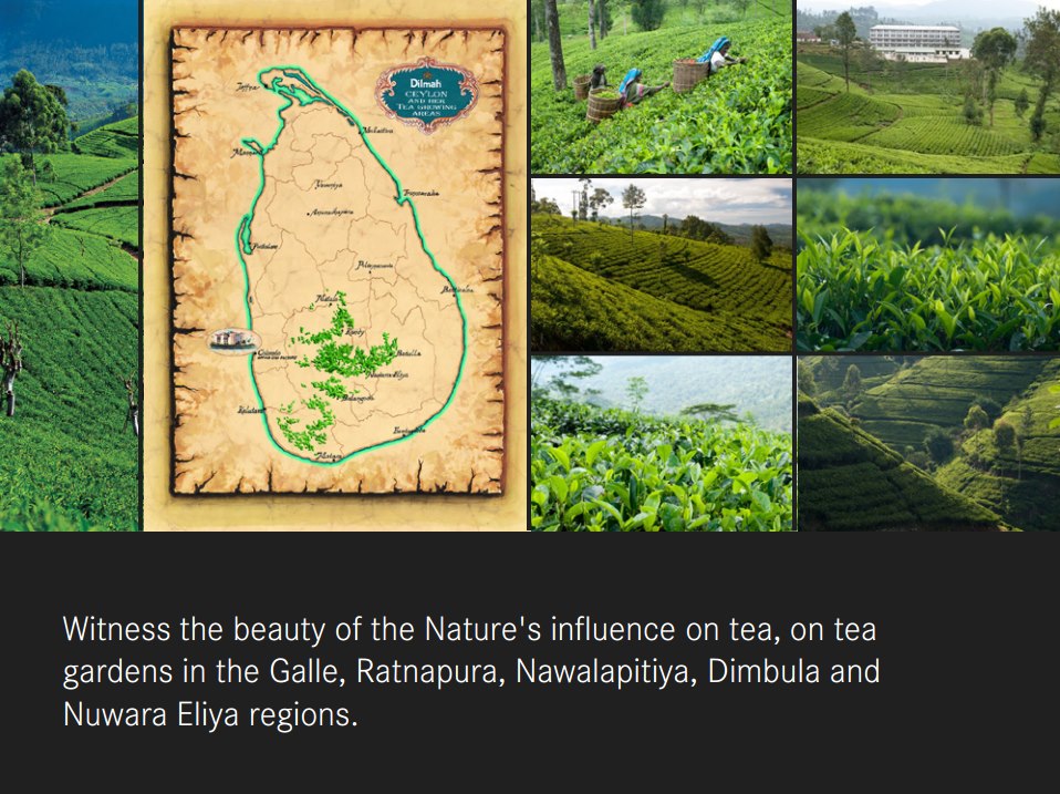 Cejlonský čaj - Ing. Zdeněk Přikryl foto 3