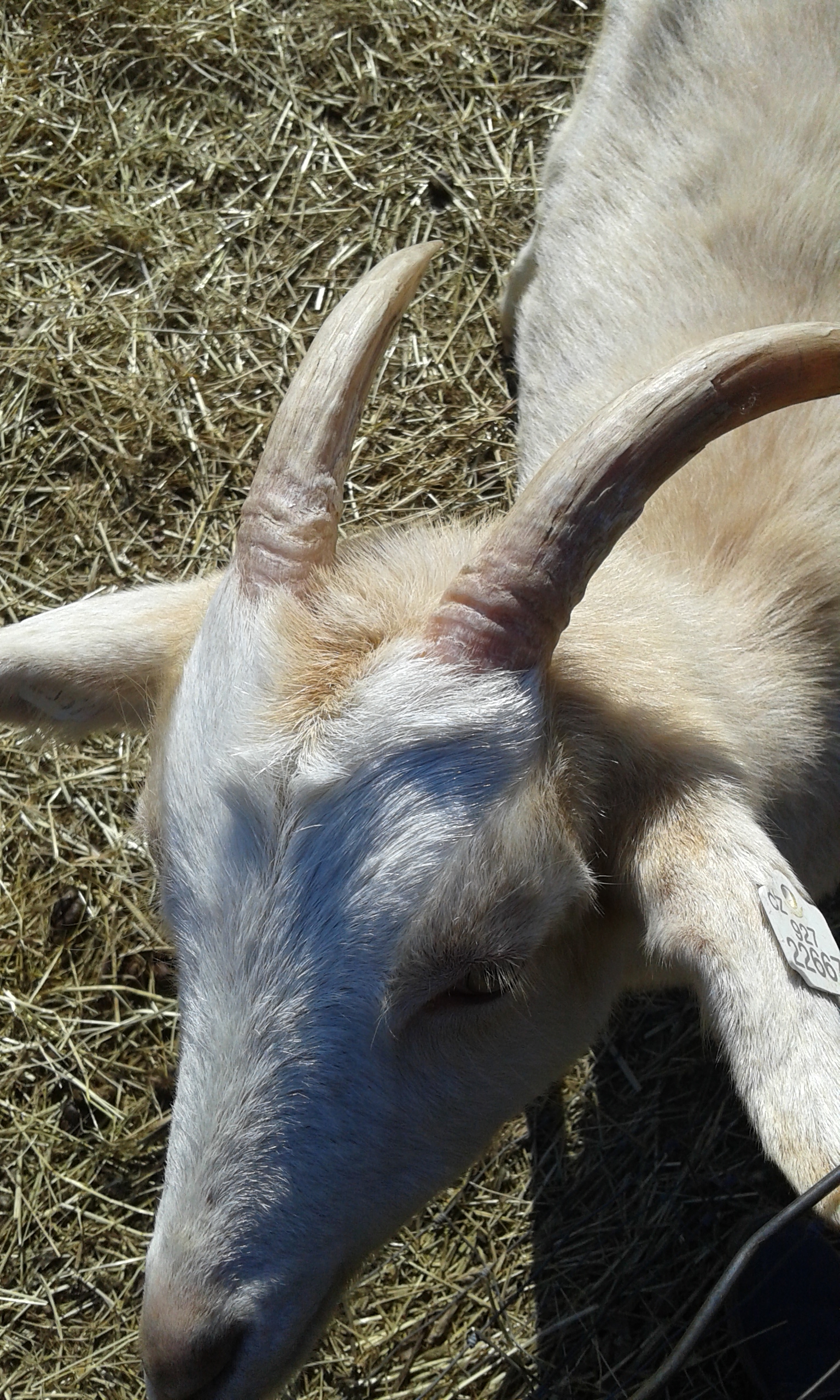 Farma Košík foto 3