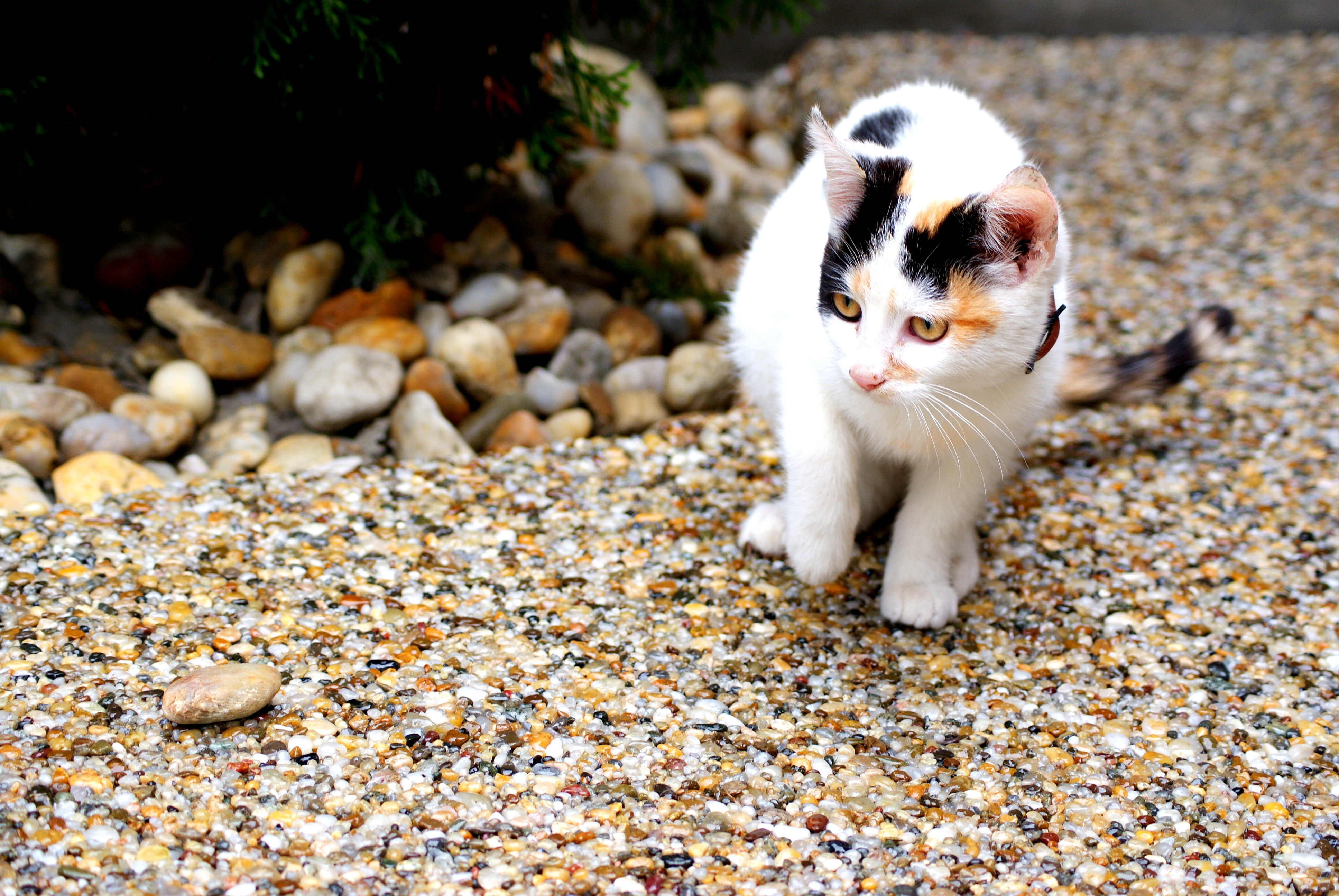 KAMENNÝ-KOBEREC.eu foto 3