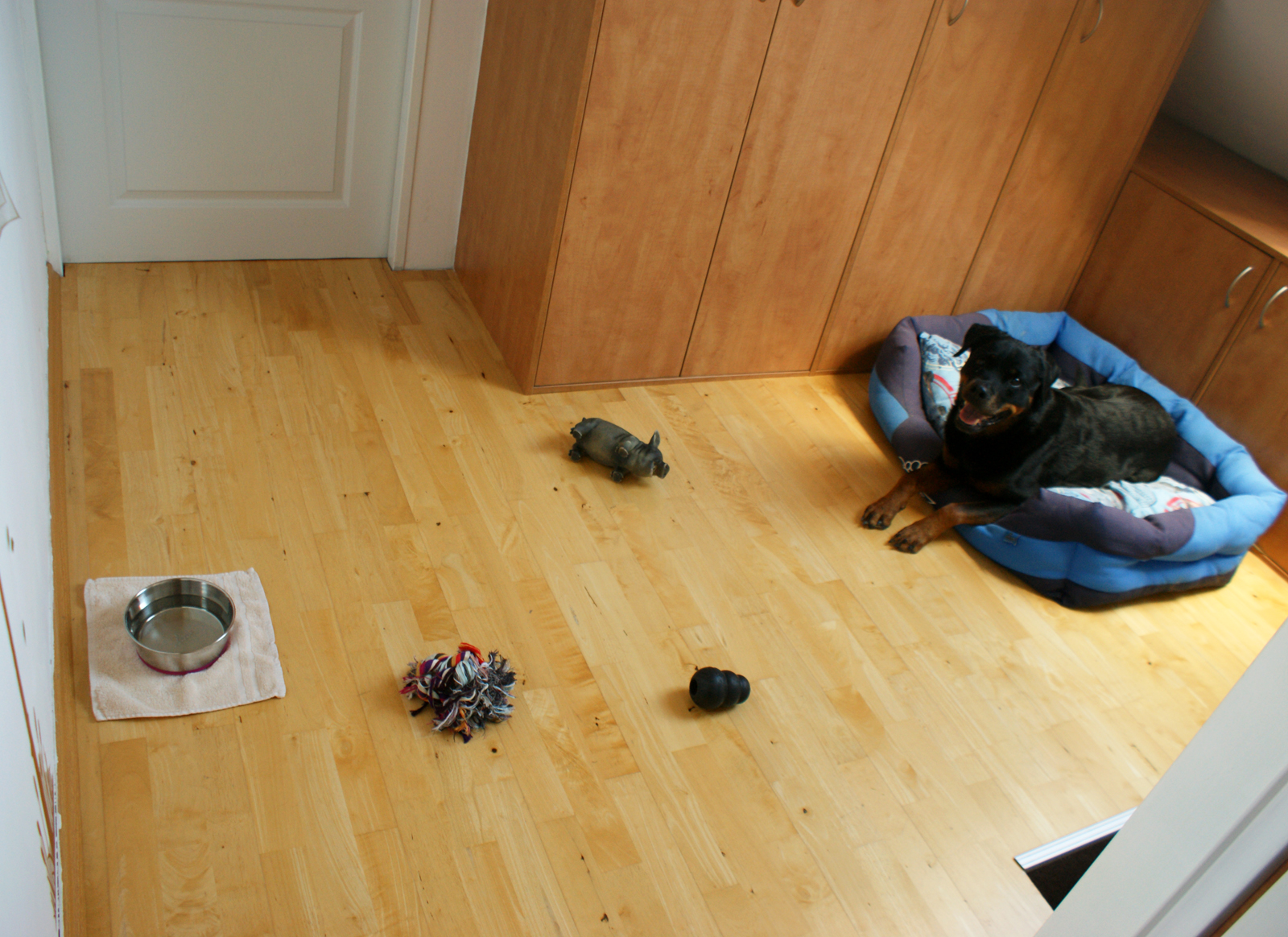 Doksydog foto 3