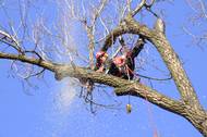 Fotografie Arboristika Kohout